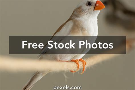 White Finch Photos, Download The BEST Free White Finch Stock Photos ...