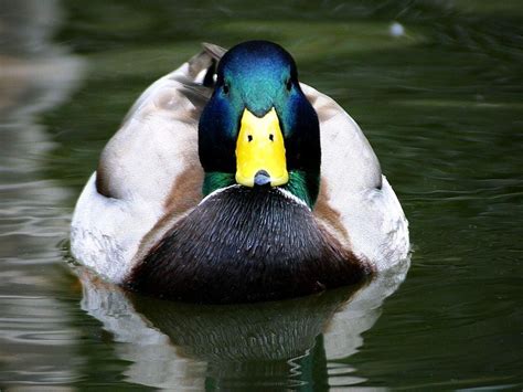 Mallard Duck Wallpapers - Wallpaper Cave