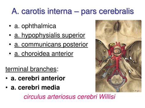 Ppt Arterial System Systema Arteriarum Powerpoint Presentation Free