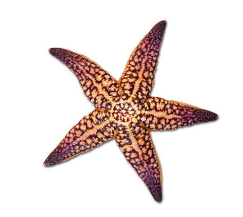 Starfish Seashell Drawing - Cartoon Starfish png download - 1616*1446 - Free Transparent ...