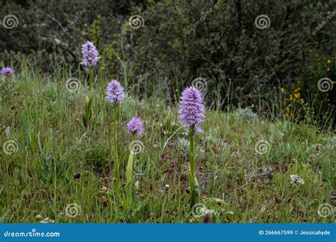 Hanging Naked Man Orchid Purple Flowers Stock Image Image Of Fresh