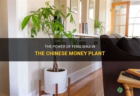 The Power Of Feng Shui In The Chinese Money Plant | ShunCy