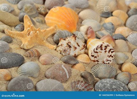 Estrela Do Mar Conchas Do Mar E Seixos Imagem De Stock Imagem De