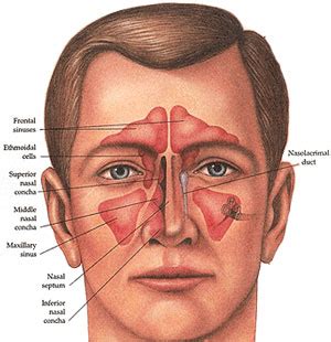 Anatomia e hundës dhe e sinuseve paranazale – Dr.Gjergji Bizhga