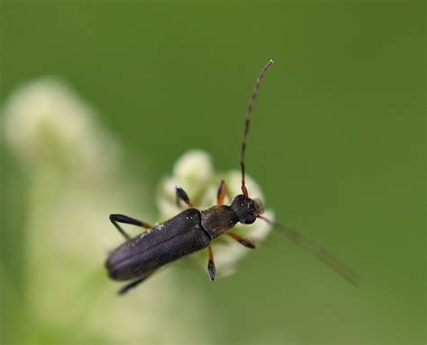 Grammoptera ruficornis Mattschwarzer Blütenbock Grammopte Flickr