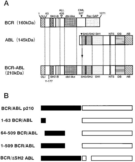 Summary of BCR, c-ABL, and the different BCR-ABL fusion constructs. A ...