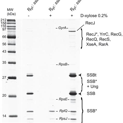 Model of the SSB Cter | Download Scientific Diagram