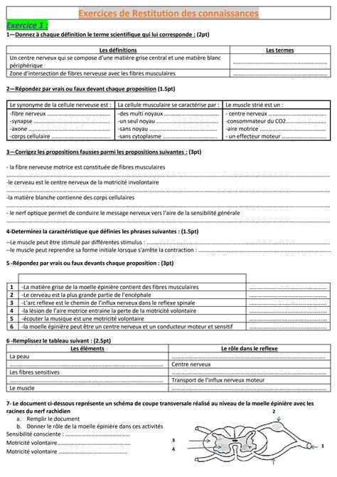 SOLUTION Exercices De Syst Me Nerveux Studypool