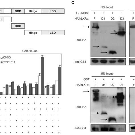 Hbx Enhances The Expression Of Srebp1 And Fas Protein Induced By The