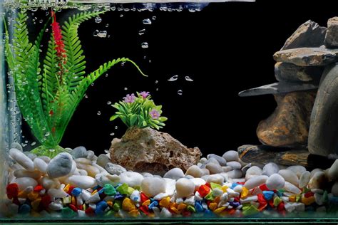 Aquarium Decor Aquarium Terrarium Aquarium Paludarium Aquarium - The Art of Images