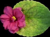 New For African Violets By Lyndon Lyon Greenhouses Online Store