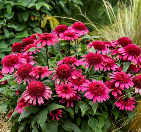 Echinacea Double Coded Raspberry Beret Les Vivaces Du Merle Bleu