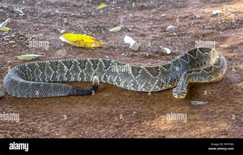 Rattlesnake or cascabel snake Stock Photo - Alamy