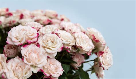 Light Pink Roses Background Stock Photo - Image of fresh, droplets: 194608780