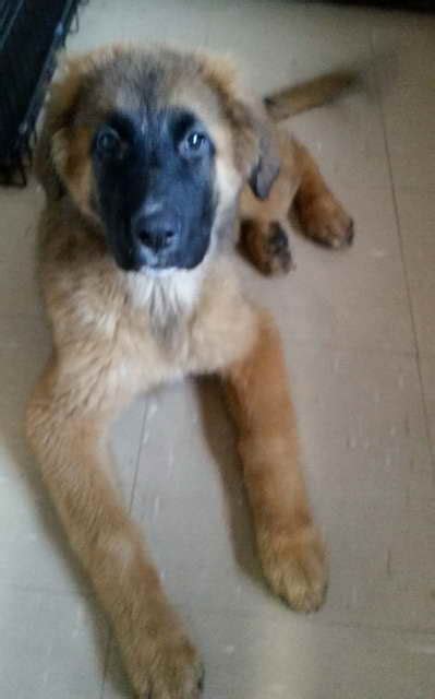 German Shepherd Saint Bernard Mix For Sale | PETSIDI