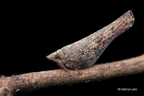 Planthopper nymph by melvynyeo on DeviantArt