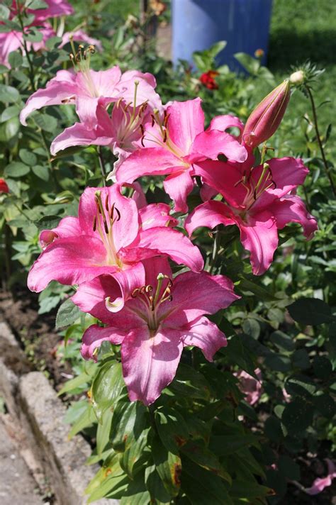 Lilien (Lilium) | August 2013 Canon EOS 40D EF 50mm f/1.8 II… | Flickr