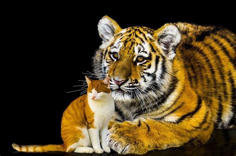 Котик тигр - картинки и фото koshka.top