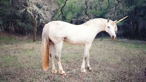 Download A Glorious Real Unicorn Prancing Through A Meadow