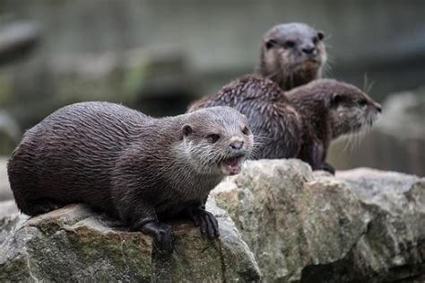 Lontra Pode Ter Em Casa - É possível ter uma lontra de estimação? Detalhes a considerar