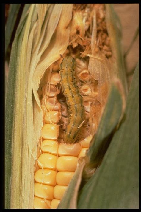 Corn Earworm Injury | Troubleshooting Abnormal Corn Ears