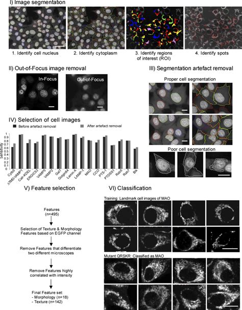 Image Processing Pipeline I Image Segmentation Of Cell Images Scale