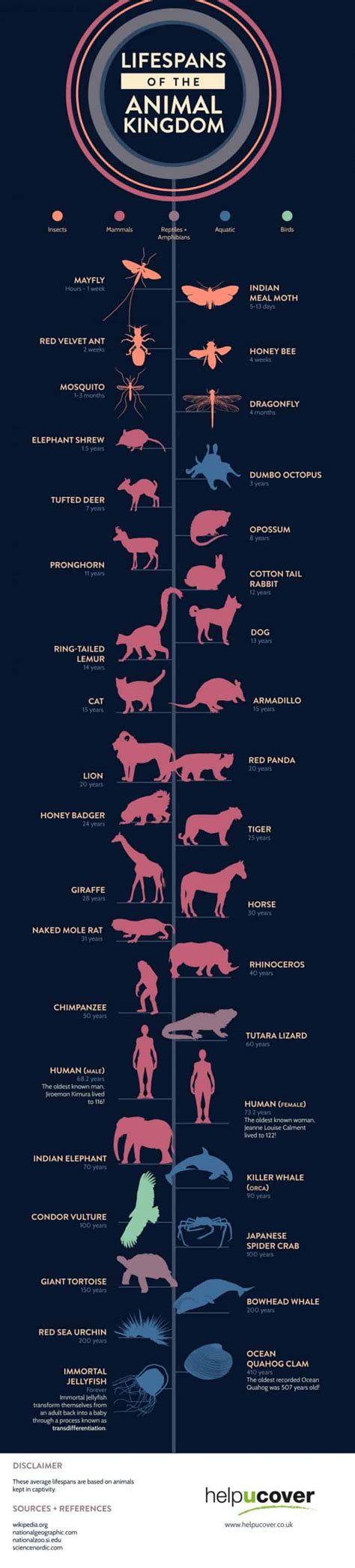 Life Spans of the Animal Kingdom | Daily Infographic