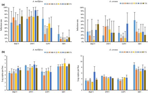 Infection Rates A And Viral Loads B Of BQCV DWV IAPV And SBV In