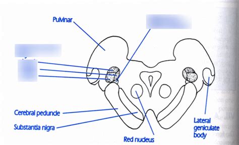 Neuroanatomy Test Diagram Quizlet