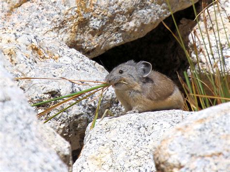 American Pika in Sierra Nevada - Optics4Birding Nature Blog