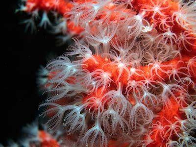 El coral rojo y sus amenazas | Ciencia y Biología