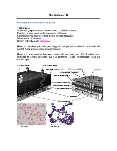 Microbiologie 102 Principes De La Coloration De Gram Technique