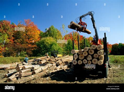 Selective logging hi-res stock photography and images - Alamy