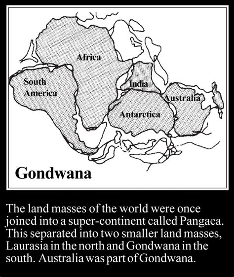 Gondwana | Wet Tropics Management Authority