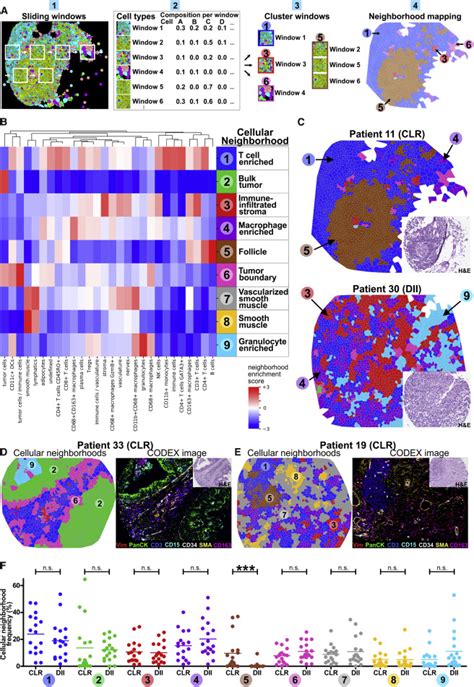 Coordinated Cellular Neighborhoods Orchestrate Antitumoral Immunity At