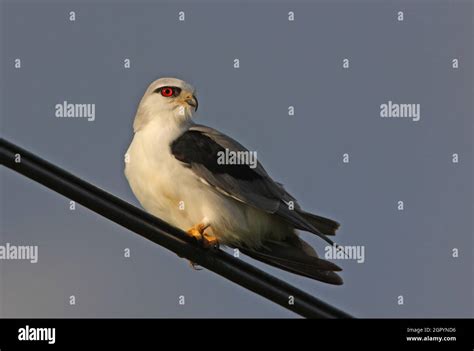 Black Winged Kite Elanus Caeruleus Vociferus Adult Perched On Power