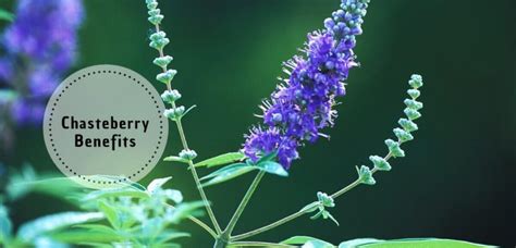 Vitex Agnus Castus: Chasteberry Benefits, Side Effects & Dosage