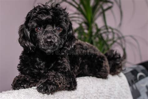 Little Black Young Toy Poodle Stock Image - Image of small, breed: 137721465