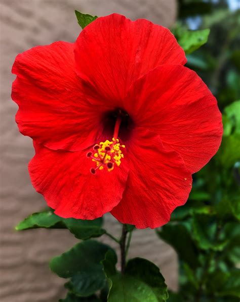 Hibiscus Blomster Blomst Anlegg Gratis foto på Pixabay Pixabay