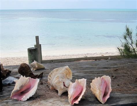 Bahamas Conch Quest Gastropods Shells And Conservation Rolling