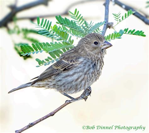 House Finch Female Or Immature Male Bob Dinnel Flickr