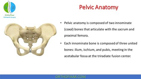 Pelvic Bones