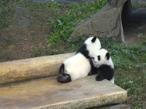 Giant Panda Twins Make Debut in Southwestern China Video - ABC News