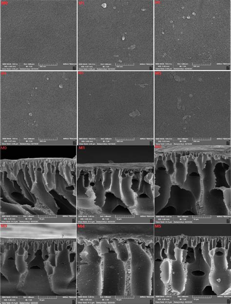 Fe Sem Micro Graph Of Surface And Cross Sectional M M