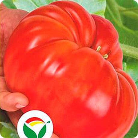 Томат Сибирские лапти: описание сорта помидоров, характеристики ...