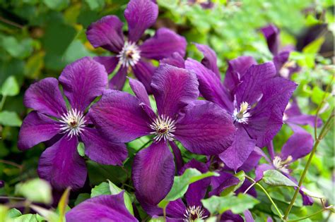 10 Group 3 Clematis To Grow Clematis Clematis Flower Clematis Plants