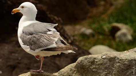 Western Gull (Larus occidentalis)