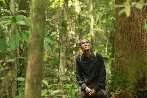 New documentary shows heartbreaking impact of deforestation - Thu ...