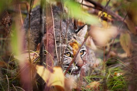 Bobcat (Lynx Rufus) Displaying Stalking Behavior Stock Photo - Image of natural, close: 34964162