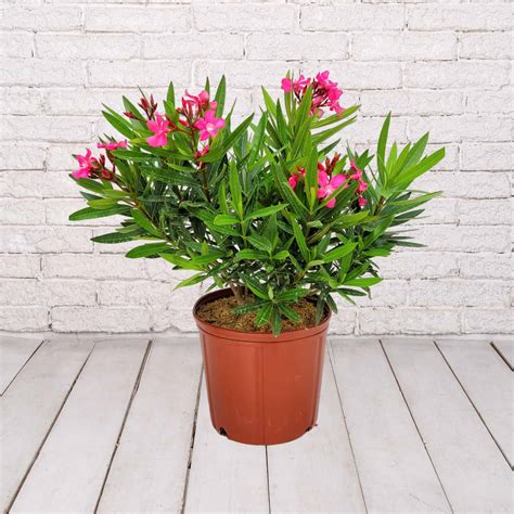 Oleander Bush Calypso Pink Wholesale | K and M Nursery | Florida